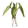 Calla Lily Leaf in Glass Vase