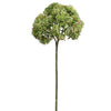 Sedum Stem