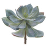 Echeveria Pick