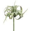 Tillandsia Pick